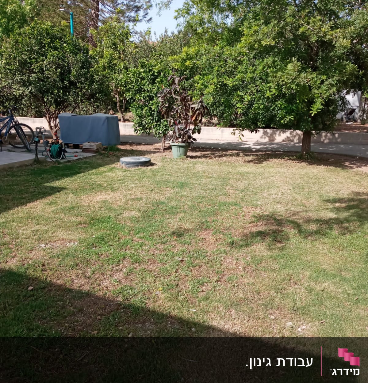עצים ודשא בגינה עם צינור השקיה